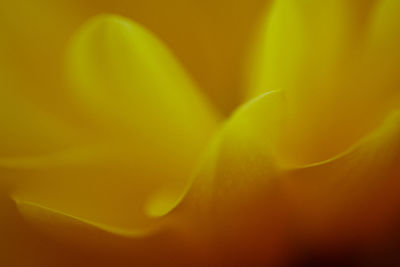 Extreme close up of yellow flower