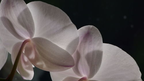 Close-up of white flowers