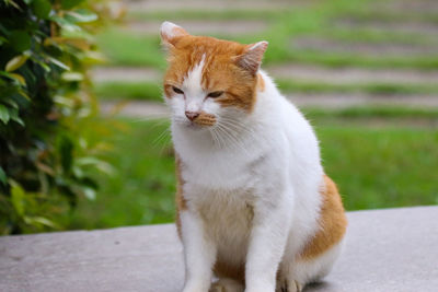 Close-up of a cat looking away