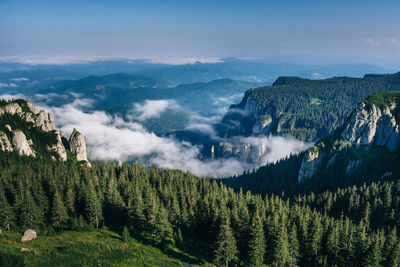 Scenic view of pine trees against sky