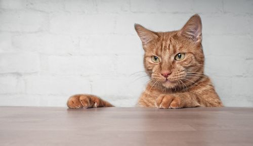 Close-up of ginger cat at table against wall