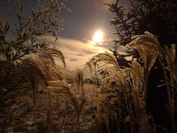 Scenic view of field against sky at sunset