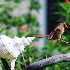 Close-up of bird perching on a branch