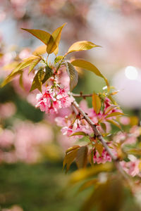 Close-up of pink cherry blossoms