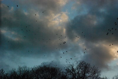 Low angle view of birds flying in sky