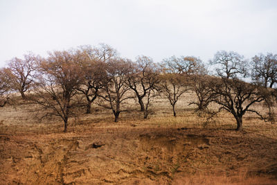 Bare trees on landscape against sky