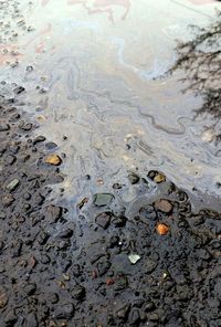 Reflection of trees in puddle
