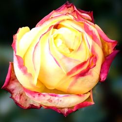 Close-up of yellow rose blooming outdoors