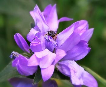 Close-up of honey bee pollinating flower