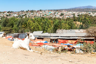 Panoramic view of dog on land