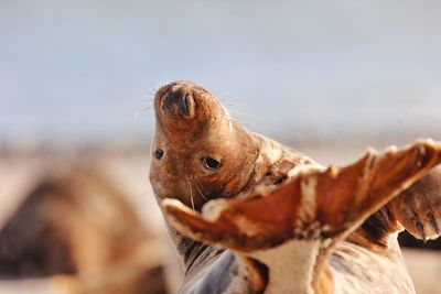 Close-up of sea lion