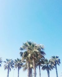 Low angle view of palm trees against clear sky