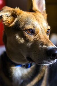 Close-up portrait of dog looking away