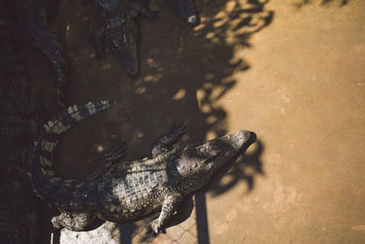 High angle view of crocodiles on sand