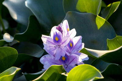 Close-up of purple water lily