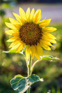 Close-up of sunflower