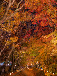 Trees on landscape during autumn