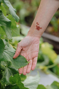 Close-up of hand holding plant