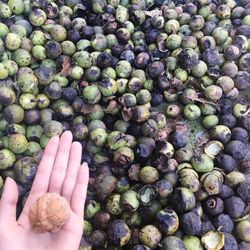 Cropped hand of woman holding walnut over fruits