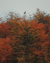 Low angle view of bird perching on tree against sky