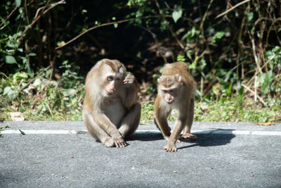 Monkeys sitting on road