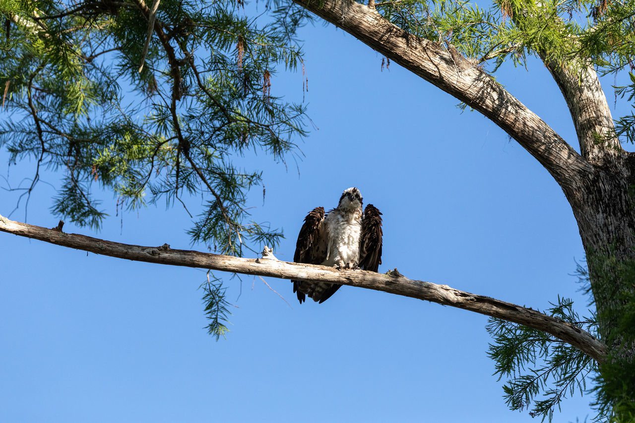 LOW ANGLE VIEW OF BIRD PERCHING ON A TREE AGAINST SKY