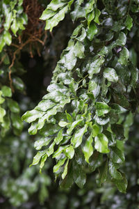 Close-up of fresh green plants in water