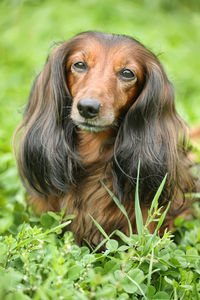 Portrait of dog on field