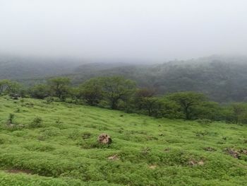 Scenic view of green landscape against sky