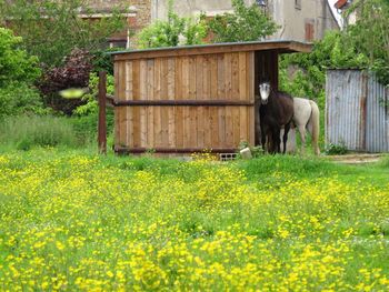 View of a goat grazing on field