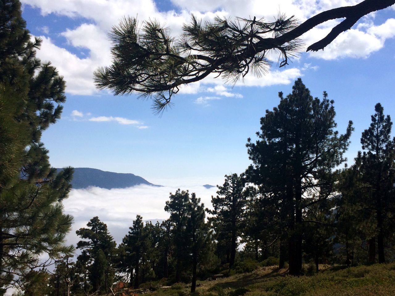 tree, sky, tranquility, tranquil scene, scenics, beauty in nature, branch, cloud - sky, nature, cloud, landscape, growth, mountain, non-urban scene, tree trunk, day, idyllic, cloudy, outdoors, non urban scene