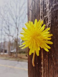 Close-up of white flower on wooden tree