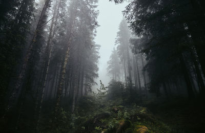 Low angle view of sunlight streaming through trees in forest