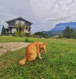 View of cat on field against sky