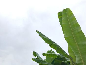 Low angle view of plant against sky