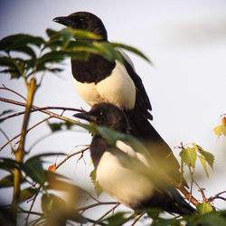 Close-up of bird perching on a plant