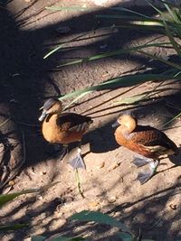 Close-up of bird perching on ground