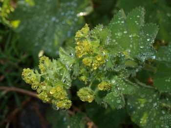 Close-up of wet plant leaves