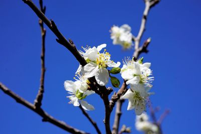 White apple blossoms in spring