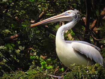 Close-up of pelican on field