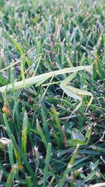Close-up of grass growing on field