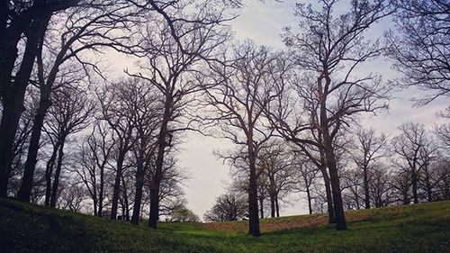 Bare trees on grassy field