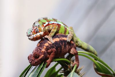 Close-up of chameleons mating on plant