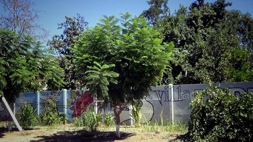 Trees by plants against sky