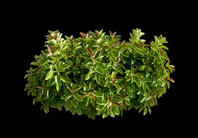 Close-up of green plant against black background