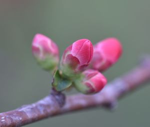 Close-up of flowers blooming outdoors