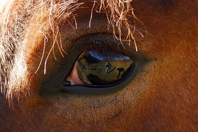 Close-up of human eye