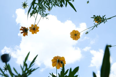 Low angle view of yellow flowering plant against sky