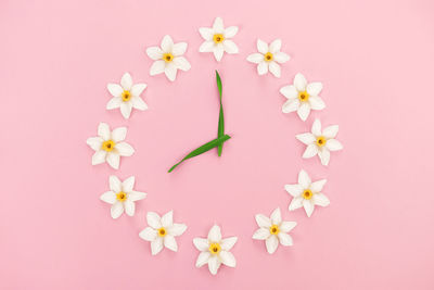 Close-up of pink flowers