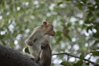 Low angle view of monkey sitting on tree